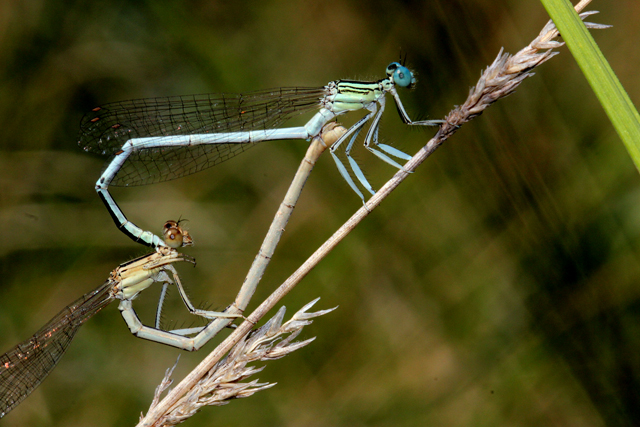 Cópula de Platycnemis latipes Platycnemis latipes